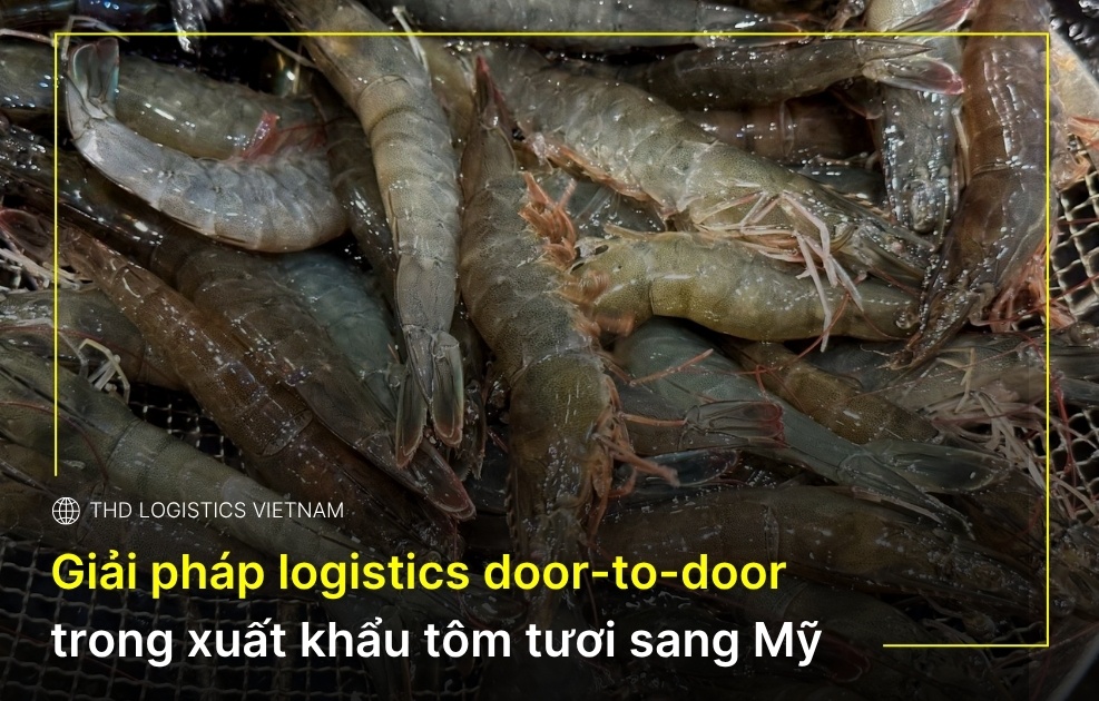 Thd Web Thumbnail (5)